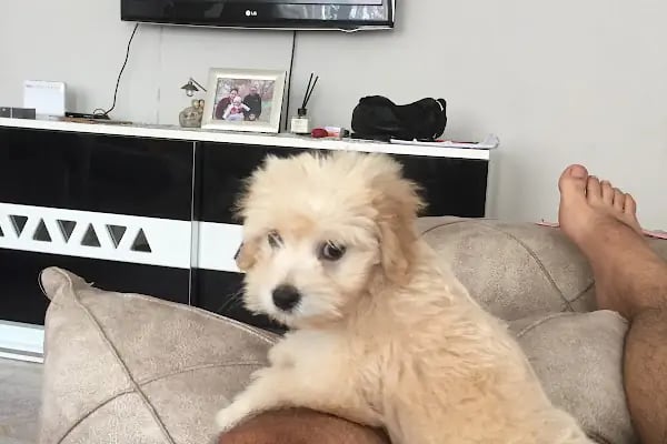 Foksvet Veteriner Kliniği - Adana - Resim 8