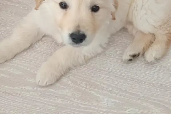Foksvet Veteriner Kliniği - Adana - Resim 4