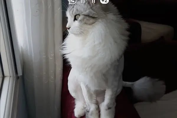 Foksvet Veteriner Kliniği - Adana - Resim 12