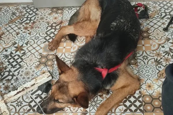 Foksvet Veteriner Kliniği - Adana - Resim 11