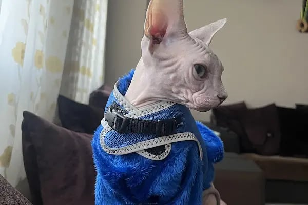 Foksvet Veteriner Kliniği - Adana - Resim 3