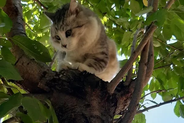 Foksvet Veteriner Kliniği - Adana - Resim 5