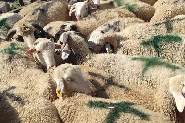 ÇAMLIDERE DELİ KASAP VE IZGARA - Resim 6