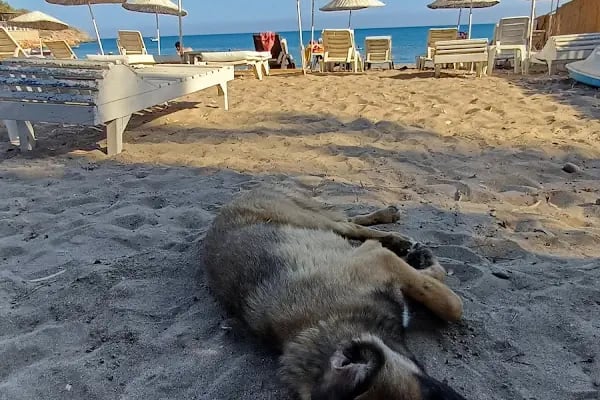 Kupala Beach Hotel - Resim 8