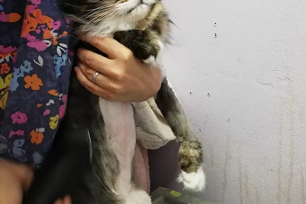 Pan-vet Veteriner Kliniği - Resim 5
