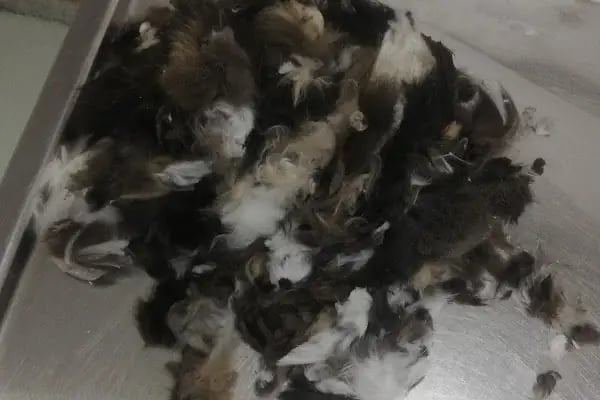 Pan-vet Veteriner Kliniği - Resim 14