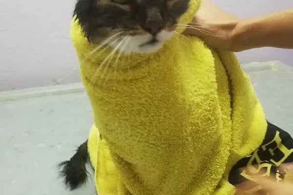 Pan-vet Veteriner Kliniği - Resim 15