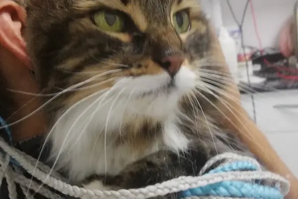 Pan-vet Veteriner Kliniği - Resim 6