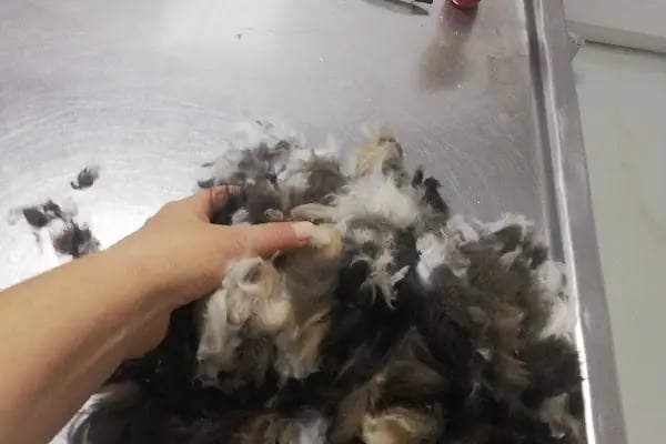 Pan-vet Veteriner Kliniği - Resim 8