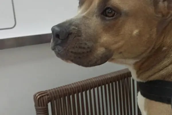 Pan-vet Veteriner Kliniği - Resim 11