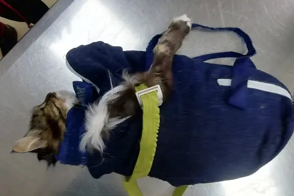 Pan-vet Veteriner Kliniği - Resim 9
