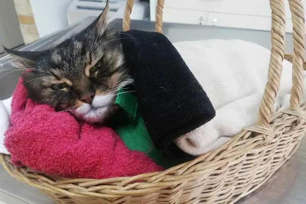 Pan-vet Veteriner Kliniği - Resim 3