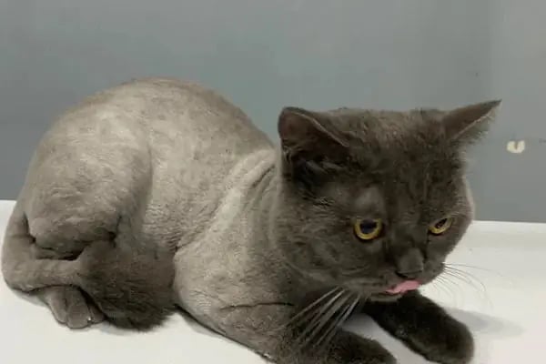 Duman Pet Kuaför / Shop - Resim 3