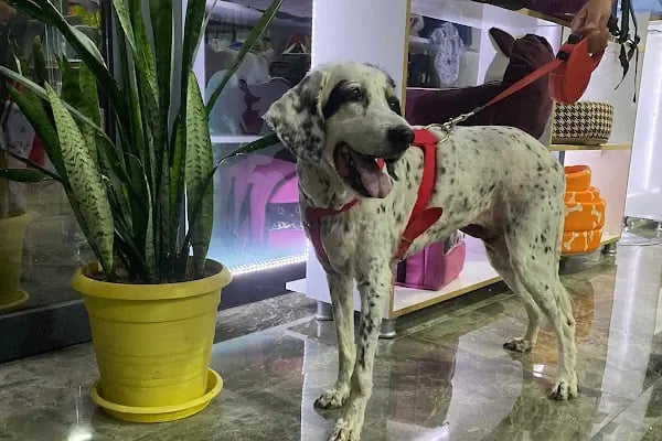 Duman Pet Kuaför / Shop - Resim 15