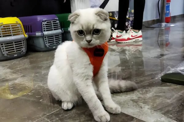 Duman Pet Kuaför / Shop - Resim 18