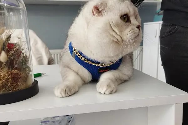 Duman Pet Kuaför / Shop - Resim 13