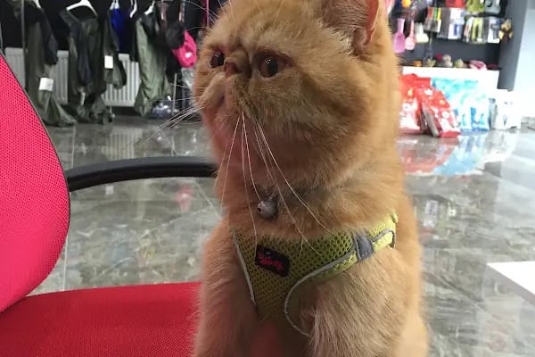 Duman Pet Kuaför / Shop - Resim 20