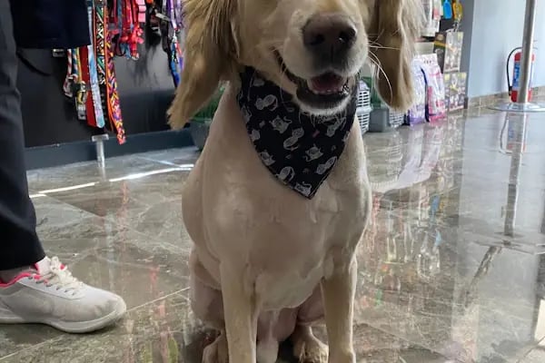 Duman Pet Kuaför / Shop - Resim 14
