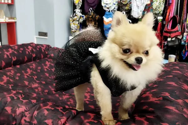 Duman Pet Kuaför / Shop - Resim 17