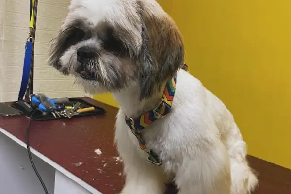 Duman Pet Kuaför / Shop - Resim 5