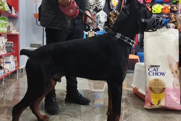 Duman Pet Kuaför / Shop - Resim 11