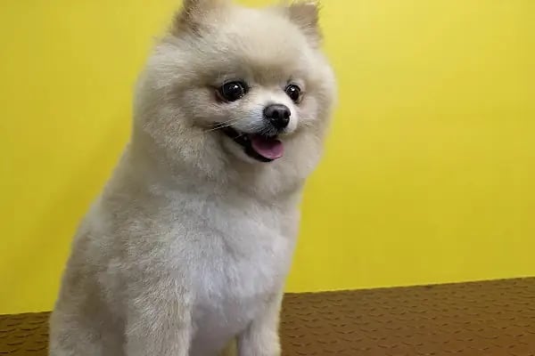 Duman Pet Kuaför / Shop - Resim 2