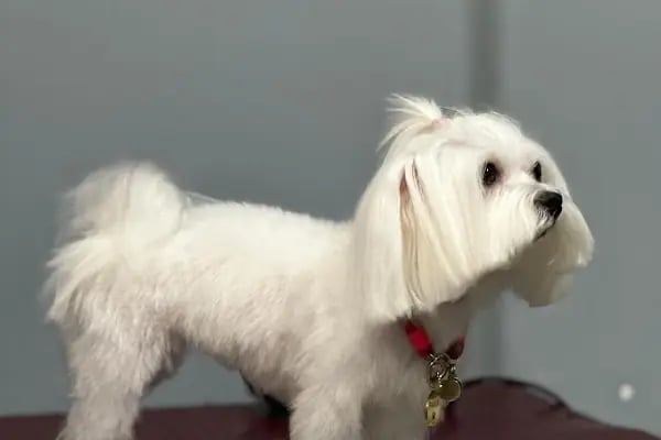 Duman Pet Kuaför / Shop - Resim 6