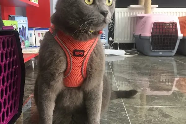 Duman Pet Kuaför / Shop - Resim 19