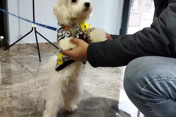 Duman Pet Kuaför / Shop - Resim 7