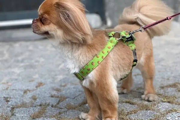 Duman Pet Kuaför / Shop - Resim 10