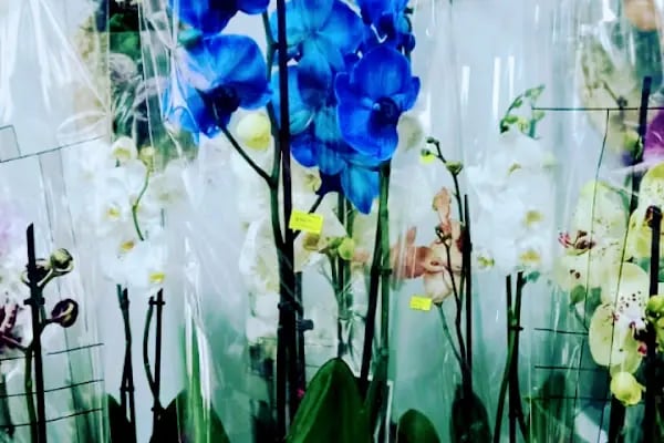 Amore Flowers - Resim 12
