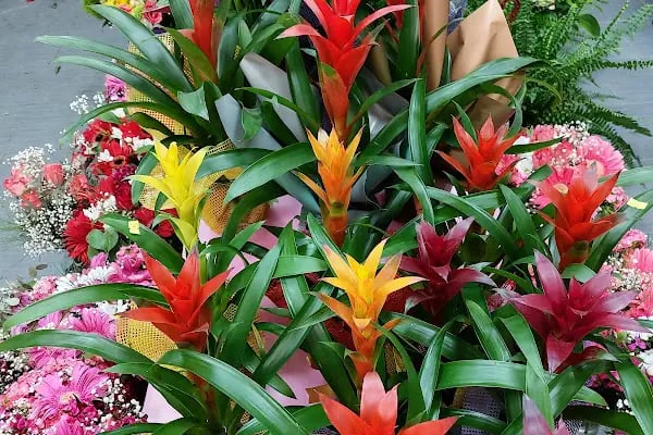 Amore Flowers - Resim 10