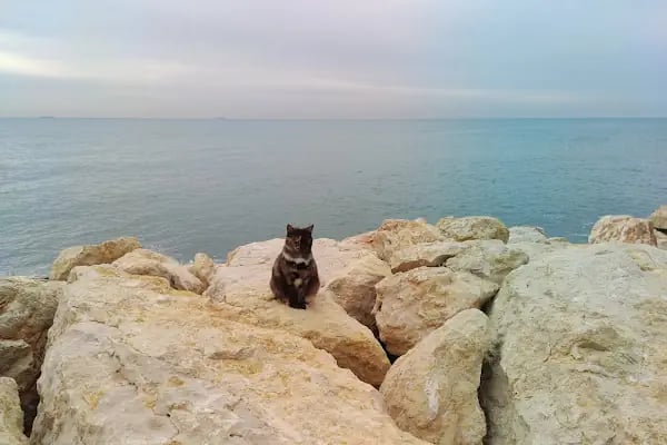 Mersin Büyükşehir Belediyesi Kültür Parkı - Resim 10