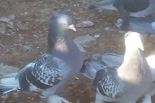 23 Nisan Çocuk Parkı - Resim 13
