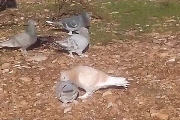 23 Nisan Çocuk Parkı - Resim 5