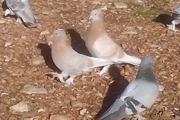 23 Nisan Çocuk Parkı - Resim 12