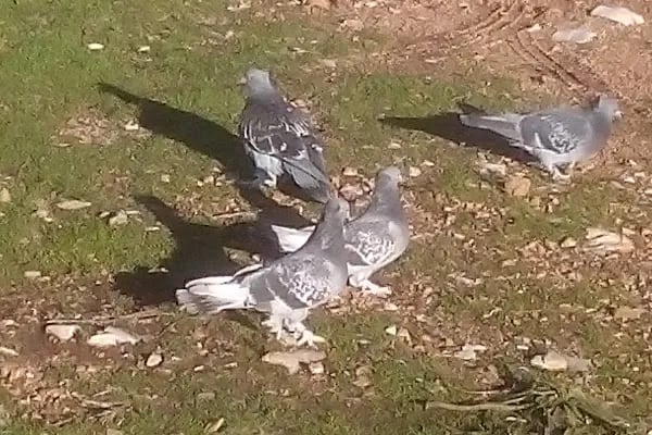 23 Nisan Çocuk Parkı - Resim 20