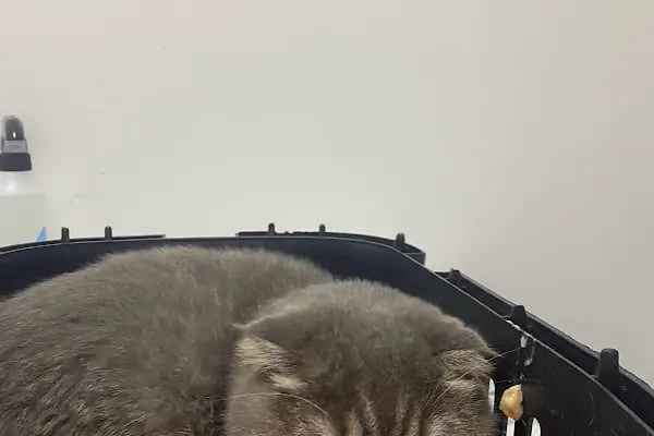 Egem Veteriner Kliniği - Resim 18