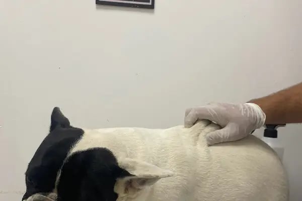 Egem Veteriner Kliniği - Resim 12