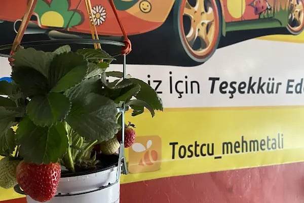Mehmet Ali Tostçu - Resim 10