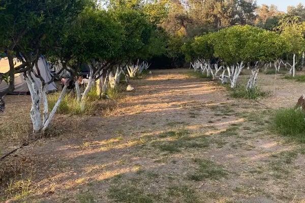 Bodrum Masali Camping - Resim 6