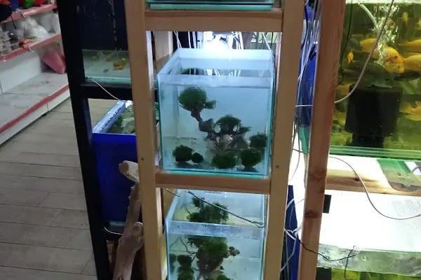 HOBİM PET SHOP 07 - Resim 9