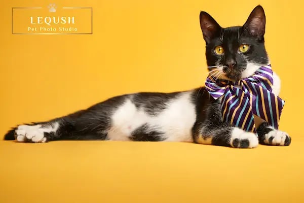 Leqush Pet Photo Studio - Resim 4