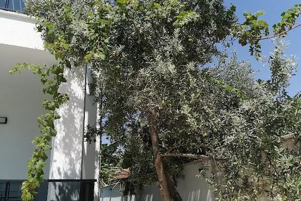 Yeni Dünya Bodrum Vacation Home Rental - Resim 16