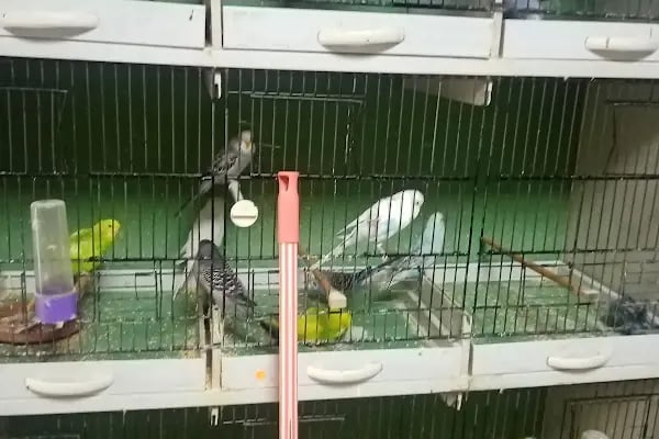 Rastgele petshop - Resim 8