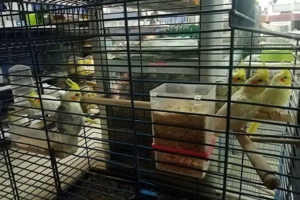 Rastgele petshop - Resim 11