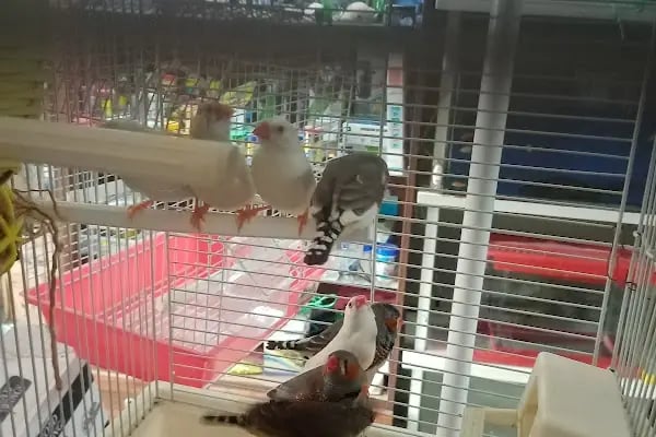 Rastgele petshop - Resim 2