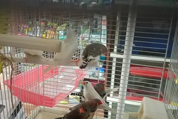 Rastgele petshop - Resim 5
