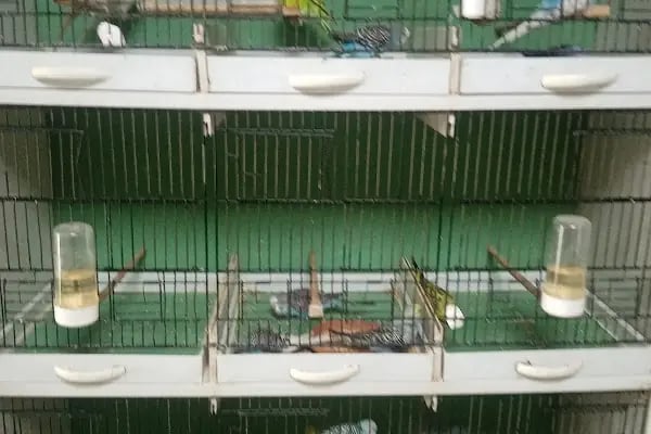Rastgele petshop - Resim 14