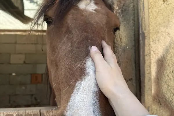 OASİS RANCH & AT ÇİFTLİĞİ - Resim 11